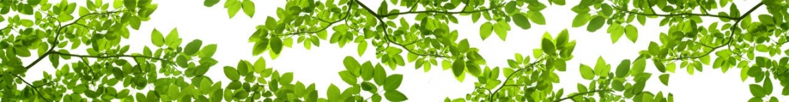 skinali 0360
